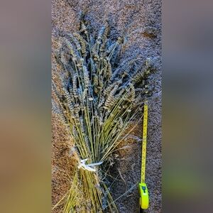 Lavender Dried Floral Arrangement Organic